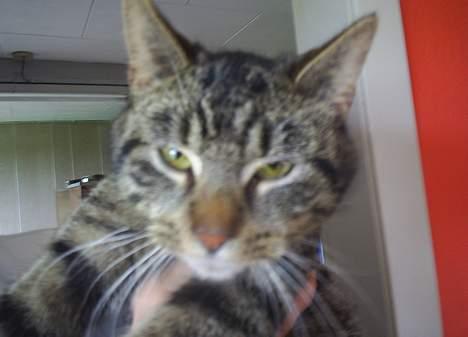 Blanding af racer Clio <3 Død.. :´( - Er jeg ikke bare sød..? billede 8