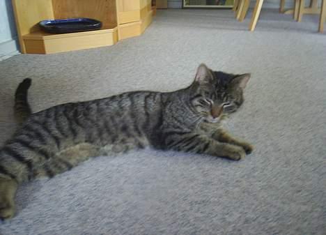 Blanding af racer Clio <3 Død.. :´( - Det var hårdt at være på jagt, tror jeg tager mig en lur billede 9