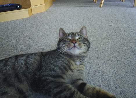 Blanding af racer Clio <3 Død.. :´( - Er du ikke snart færdig med at tage billeder jeg skal sove..  billede 10