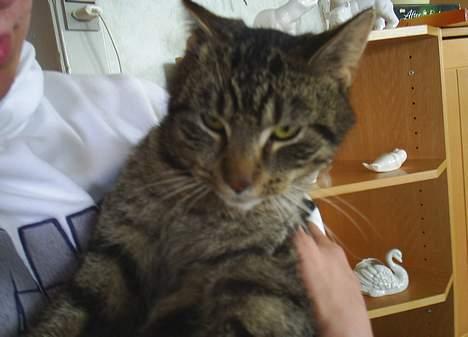 Blanding af racer Clio <3 Død.. :´( - Uhhh elsker at være oppe og kæle billede 11