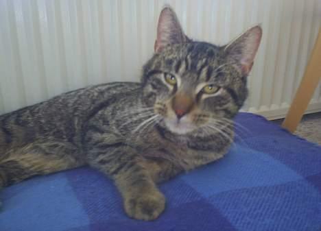 Blanding af racer Clio <3 Død.. :´( - Stop nu med de billeder billede 12