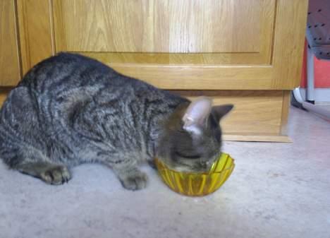 Blanding af racer Clio <3 Død.. :´( - Uhhh dejligt med noget mad billede 13