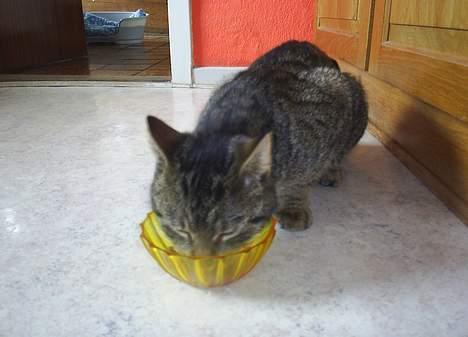 Blanding af racer Clio <3 Død.. :´( - Det smager bare godt..  billede 14