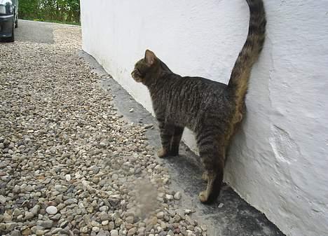 Blanding af racer Clio <3 Død.. :´( - Er lige ude for at se om der sker noget spændene billede 15