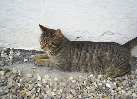 Blanding af racer Clio <3 Død.. :´( - Tror lige at jeg ligger mig til at slappe lidt af.. billede 16