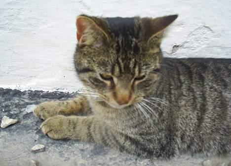 Blanding af racer Clio <3 Død.. :´( - Ovevejer lige at gå ind på mit dejlige tæppe igen.. billede 17