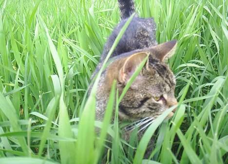 Blanding af racer Clio <3 Død.. :´( - Hmm var der en der.. billede 18