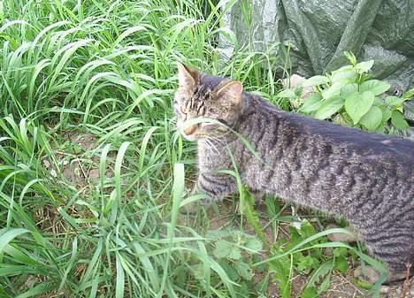 Blanding af racer Clio <3 Død.. :´( - Hmm tror vist ikke der er nogen mus billede 19