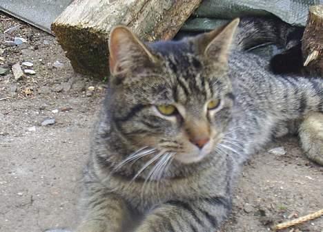 Blanding af racer Clio <3 Død.. :´( - Slapper lige lidt af efter jagten..  billede 20