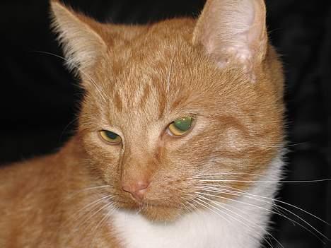 Huskat Oliver  R.I.P d.16-10-06  - Er jeg da ikke bare sød? billede 1