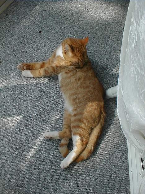 Huskat Oliver  R.I.P d.16-10-06  - Dejligt at blive vasket lidt. billede 2