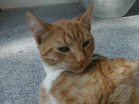 Huskat Oliver  R.I.P d.16-10-06  - Kan I da ikke lade mig være i fred? billede 3