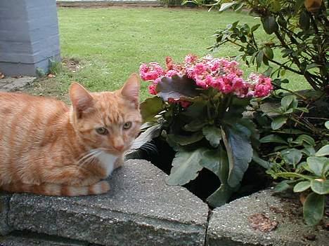 Huskat Oliver  R.I.P d.16-10-06  - Her er der da dejligt. billede 4