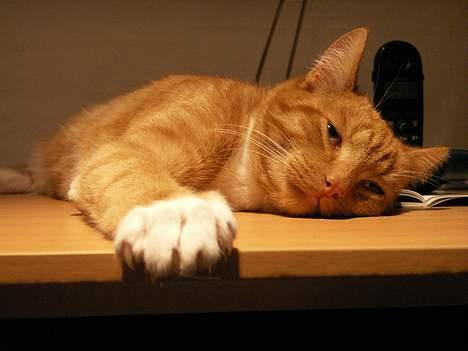 Huskat Oliver  R.I.P d.16-10-06  - Hvor er det dog kedeligt at min "far" bruger så meget tid på pc´eren billede 5