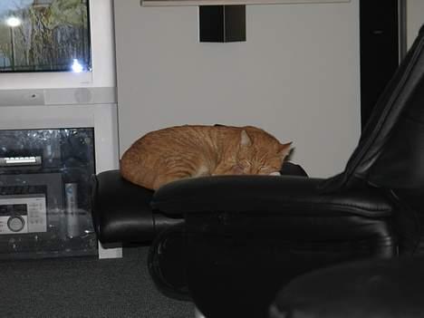 Huskat Oliver  R.I.P d.16-10-06  - Ja man kan jo blive træt. billede 6