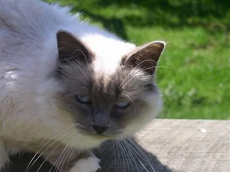 Hellig Birma Dumle von Tasi´s billede 1