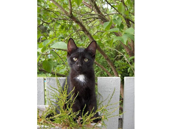 Huskat Kronborgs Little Cowboy - lille cowboy  billede 1