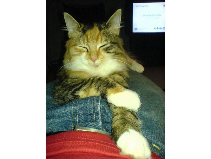 {{currentPhoto.altText}} billede {{currentPhoto.number}}