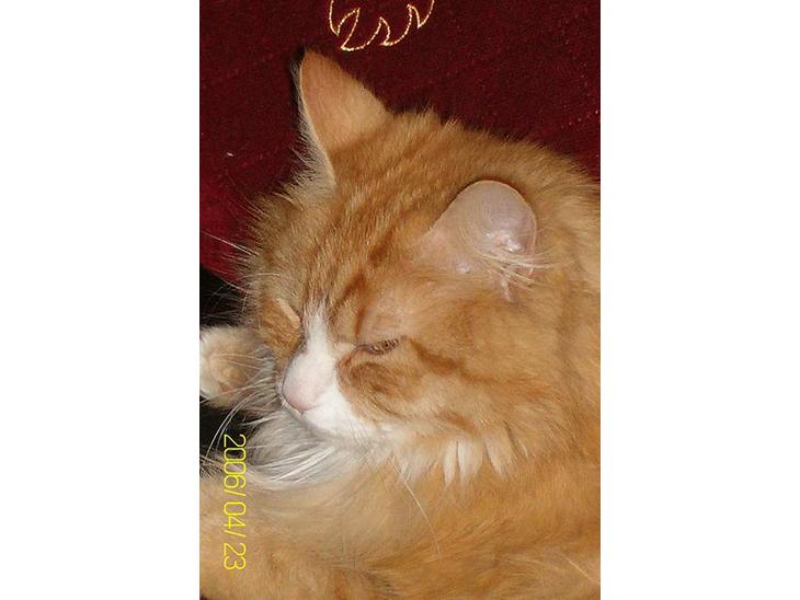 Maine Coon Lucas - Se mit smukke ansigt billede 1