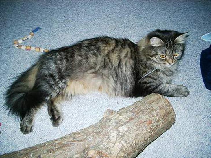 Blanding af racer willow - min dejlige tøs på 6 kg  billede 1