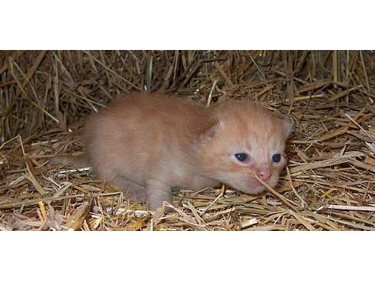 Huskat Bellis [{(*'Død'*)}]    billede 1