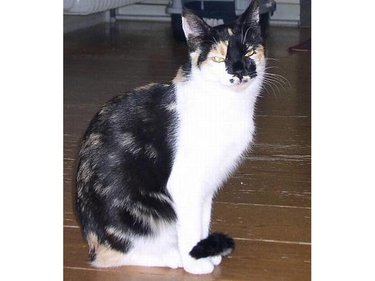 Huskat Mille billede 1