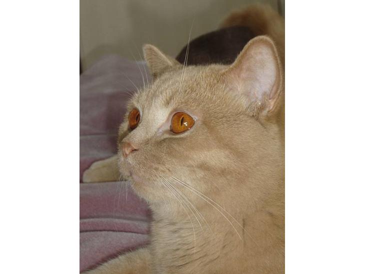 British Shorthair Kasae's Donnovan - Hej Jeg hedder Magnus billede 1