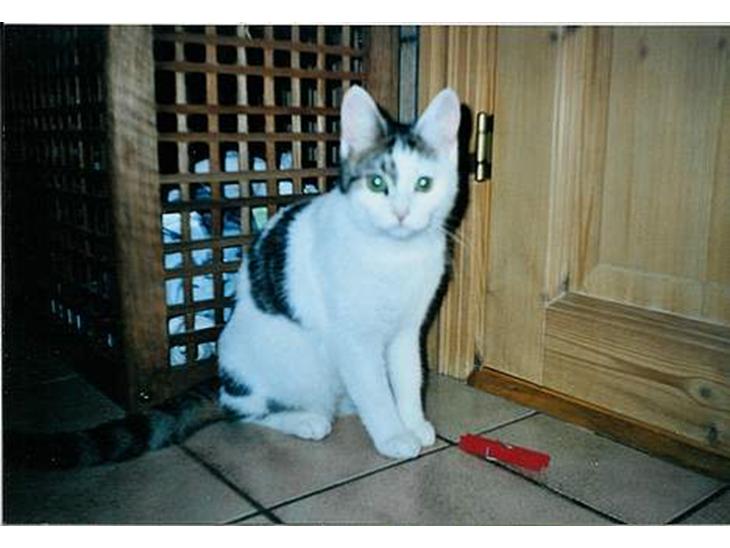 Huskat Betteski *R.I.P* - Klemmer er en geniale opfindelse til at lege med. billede 1