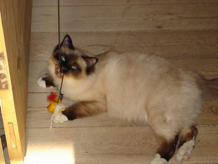 {{currentPhoto.altText}} billede {{currentPhoto.number}}