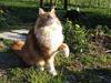 Maine Coon Type 0 negative 