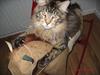 Maine Coon Crysty the clown