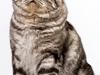 British Shorthair Qaiser