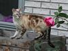 Bengal  Sesse *IP*