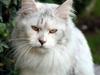 Maine Coon CorkyCoon Luna di Maggio [Tidl. kat]