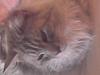 Maine Coon jersey *DØD*