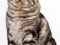 British Shorthair Qaiser