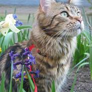 Maine Coon Ally R.I.P