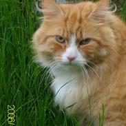 Maine Coon Lucas