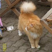 Maine Coon Lucas
