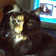 Norsk Skovkat Nullepus