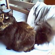 Norsk Skovkat Nullepus