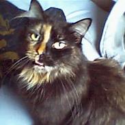 Norsk Skovkat Nullepus