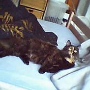 Norsk Skovkat Nullepus