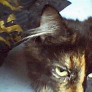 Norsk Skovkat Nullepus