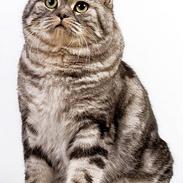 British Shorthair Qaiser