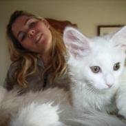 Maine Coon Missmiacoons Inca 