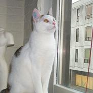 Blanding af racer Pippi