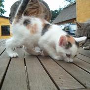 Blanding af racer Pippi