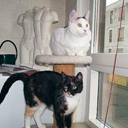 Blanding af racer Pippi