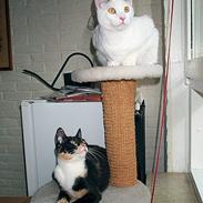 Blanding af racer Pippi